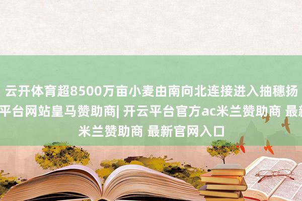 云开体育超8500万亩小麦由南向北连接进入抽穗扬花期-开云平台网站皇马赞助商| 开云平台官方ac米兰赞助商 最新官网入口