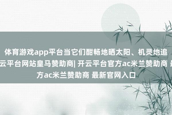 体育游戏app平台当它们酣畅地晒太阳、机灵地追赶毛线球-开云平台网站皇马赞助商| 开云平台官方ac米兰赞助商 最新官网入口